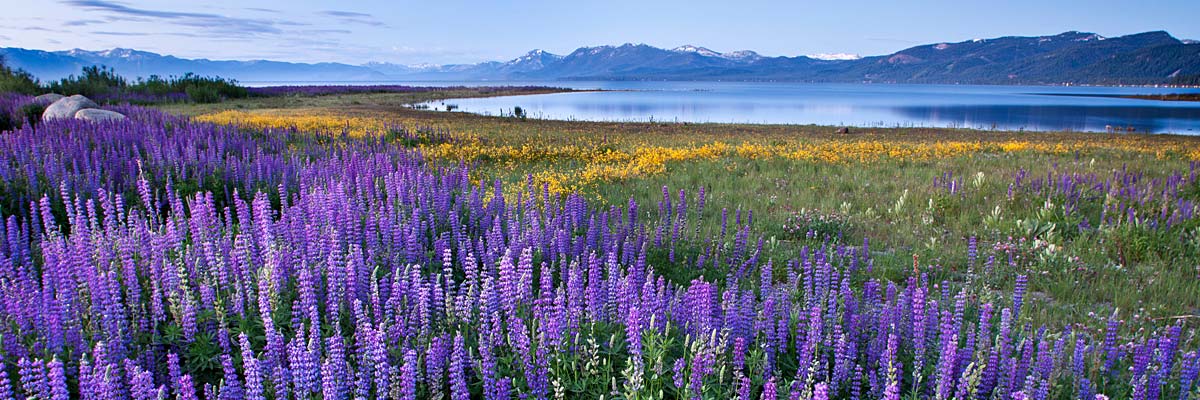 tahoe-lupin-etc