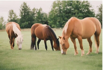 Rhonda Buckner Ocala Fl Horses Grazing